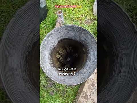 Cz.2 Bicie studni głębinowej na działce metoda ekologiczną. Woda do podlewania i picia? taborstudnie