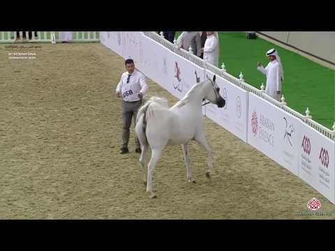 N 68 MAGNA MS   29th Qatar Intl A H  Show 2020   4 6 Years Old Mares Class 4B