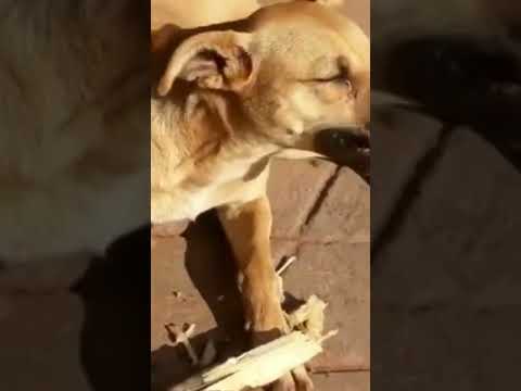 "dog was crazy......