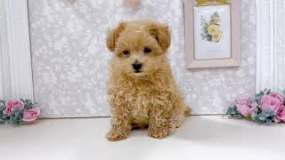 ハーフ犬の動画01