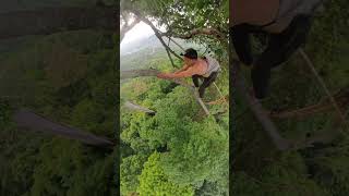 Tall trees #arispurwadi #bee #honeybeedance #nature #honeybeesting #honey #climbing #travel