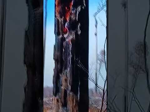 Incêndio em Santa Elena MT
