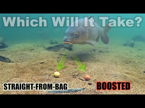 Liquid-Soaked Boilies: Worth It or Not?