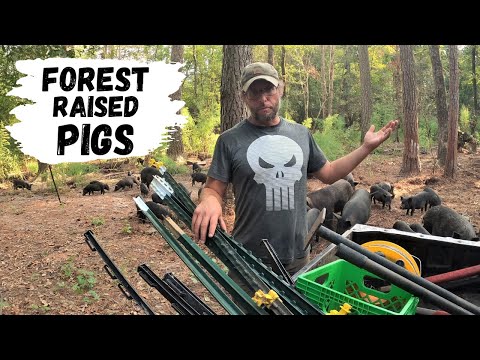 How We Raise Pigs in the Woods | Forest Raised Pork