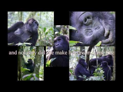 In the midst of gorillas in the mist - Trailer