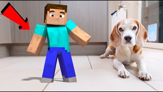 Animations in REAL LIFE vs PUPPY : MINECRAFT Edition