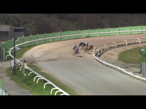 British Bred Sprint   Signet Goofy