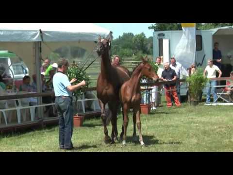 Sudweyher Fohlenschau 2009 Kat.-Nr. 39