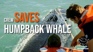 Sea Shepherd Crew Save Humpback Whale Entangled in Illegal Gillnet