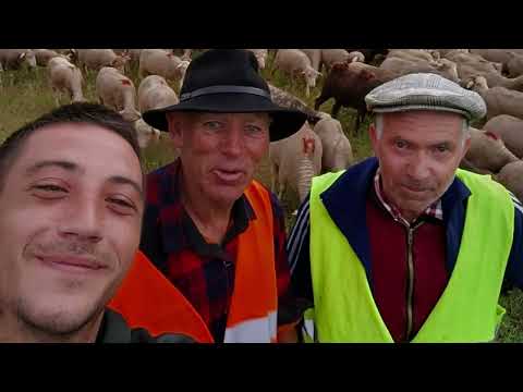 L’histoire d’une transhumance de brebis entre la vallée du Jabron et le Queyras