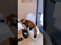 Red Panda: knock knock! Let me check your room