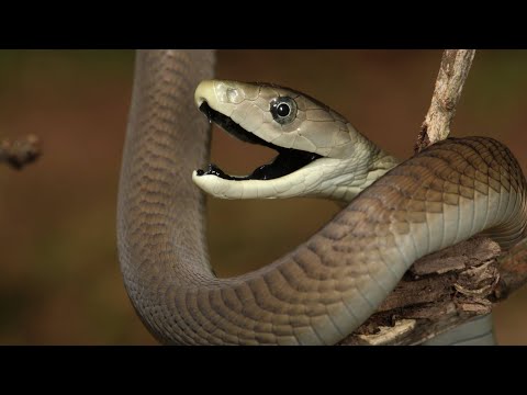 Cel mai periculos șarpe din lume - MAMBA NEAGRĂ