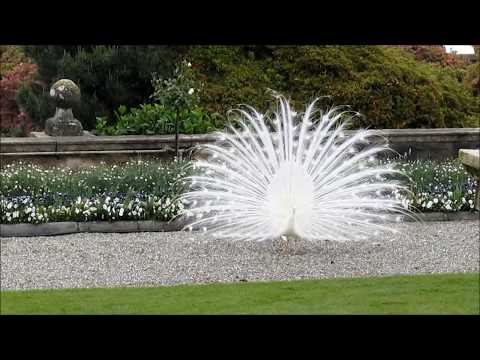 "Ein weißer Pfau in voller Schönheit"- Karin Schmökel