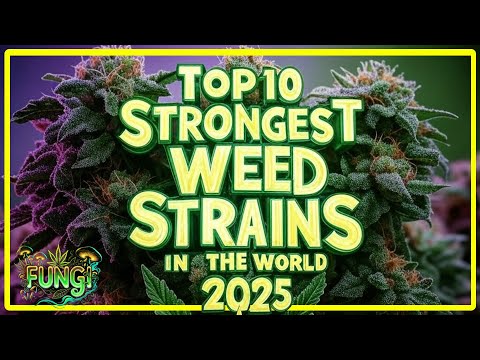 🔥 TOP 10 STRONGEST WEED STRAINS IN THE WORLD RIGHT NOW! 💨 | FUNGI Co News🍃✨