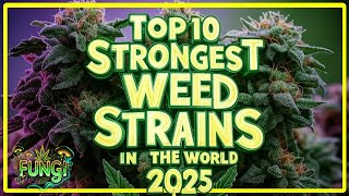🔥 TOP 10 STRONGEST WEED STRAINS IN THE WORLD RIGHT NOW! 💨 | FUNGI Co News🍃✨