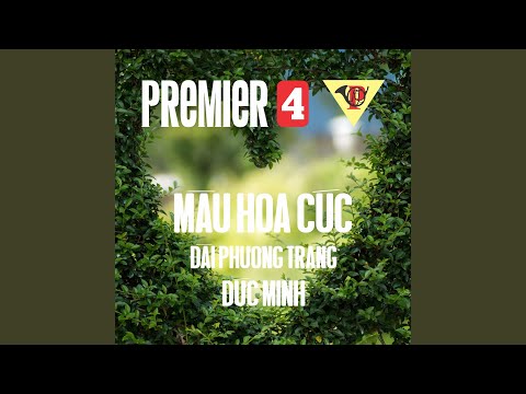 Màu hoa cúc - Đức Minh