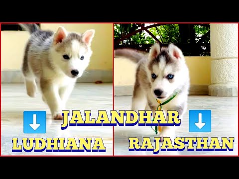 मात्र 15,000 में  Vinod Ji और Sunil Ji ने लिए Siberian Huskies !!