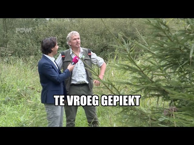 Te vroeg gepiekt