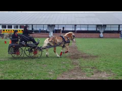 Fahrturnier Heek 8.4.2017