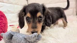 ミニチュアダックスの動画01