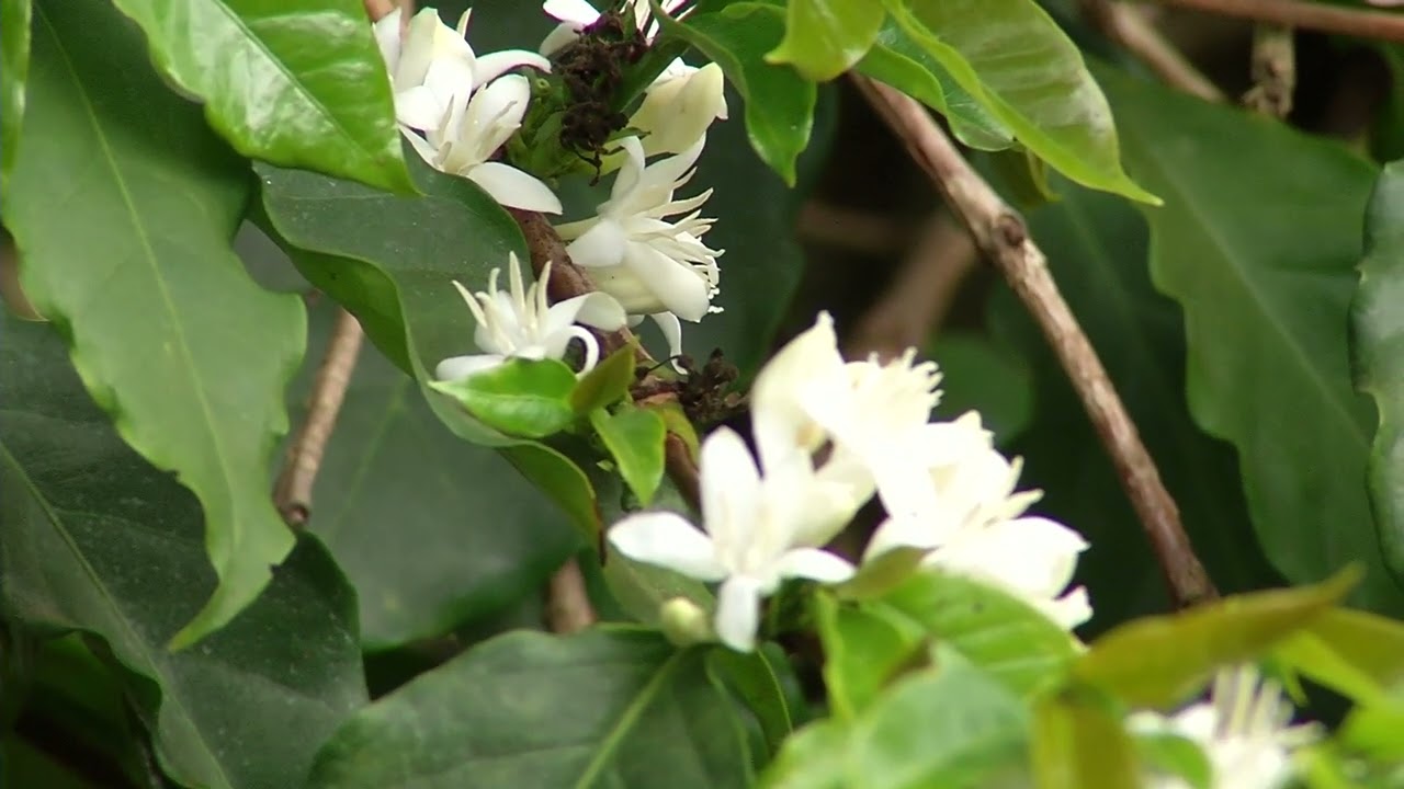 Florada antecipada de café acende alerta entre produtores