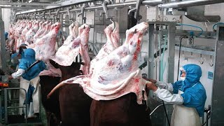 Incredible Modern Cowhide Processing Factory Technology - Cow Farm Harvesting Cowhide For Tannery video