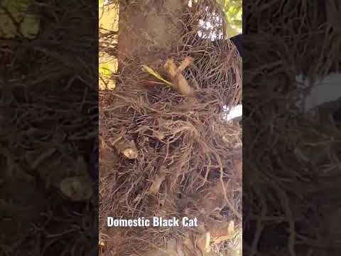 Cooking with Razia Sultan