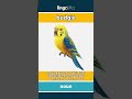 budgie - a small, colorful pet bird... video thumbnail