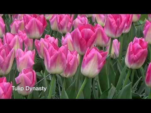Tulip Dynasty - Flower Bulbs - DutchGrown