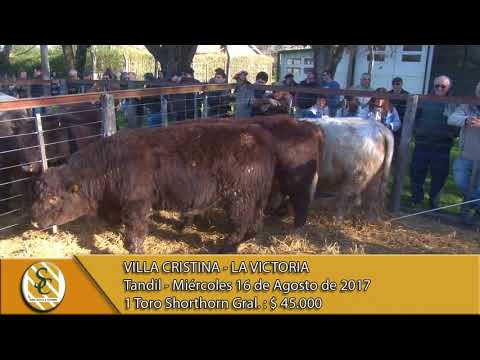 16-08-17 Venta de Toros Shorthorn - La Victoria y Villa Cristina - Tandil.