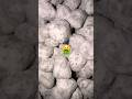 What are SNOWBALLS? 🍃🤮🫷