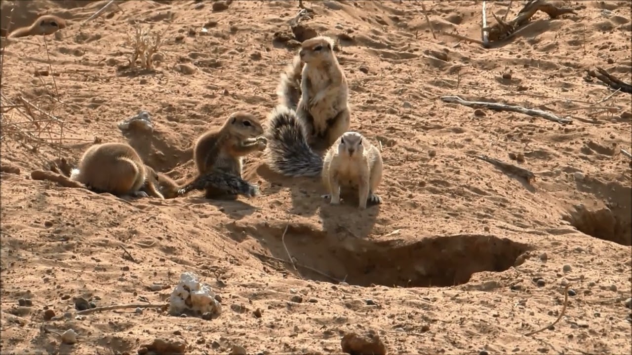 KGALAGADI - SEPTEMBER 2024 - TWEE RIVIEREN