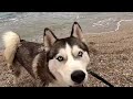 Barney On The Beach