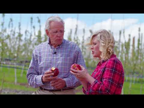Cosmic Crisp and apple breedings | Wenatchee, WA | Washington Grown