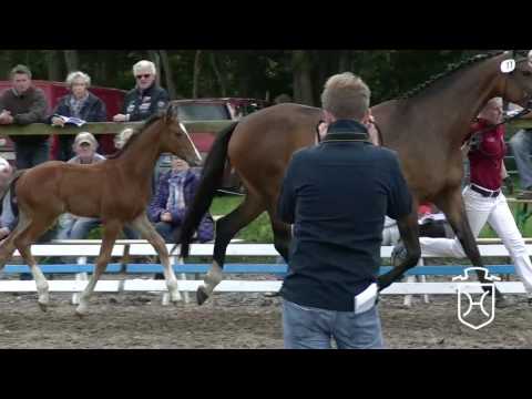 SL011CH Hengstfohlen von Cash and Carry - Aljano - Landgraf I