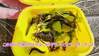 鬼怒橋ブラックバス　2024年11月14日