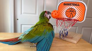 Great Green Macaw Loves Basketball