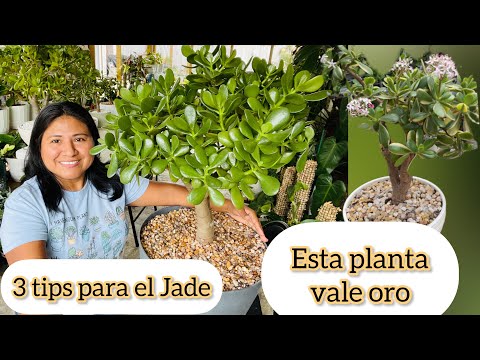 , title : 'ESTA PLANTA VALE ORO 3 Tips para el arbolito de jade'