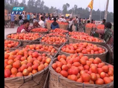 দিনাজপুরে জমজমাট গ্রীষ্মকালীন টমেটোর বাজার