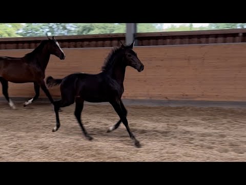 ZERO Hengstfohlen von Zinedream x Diarado x Voltaire zu verkaufen.