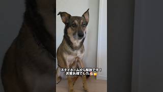 おはようまるちゃん🌞#雑種犬 #犬のいる暮らし #保護犬 #愛犬がいる暮らし #犬のいる生活 #元野犬