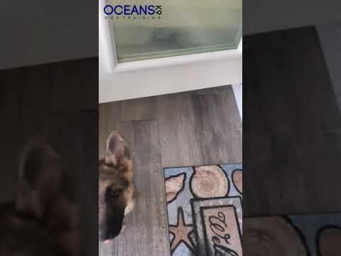 Oceans K9 Dog Training video.