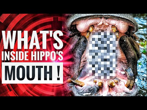 What's inside hippos mouth !