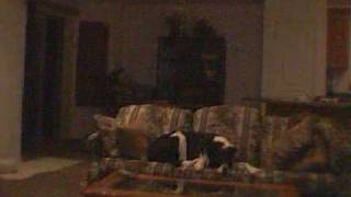 trinco dog stop motion (lucky and blackjack)
