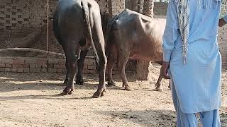 Download lagu https://youtu.be/QFNmbS4ZZLc?si=814tRoPOEf09MI20 mp3