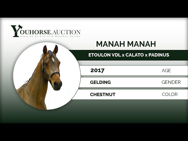 Manah Manah under the saddle