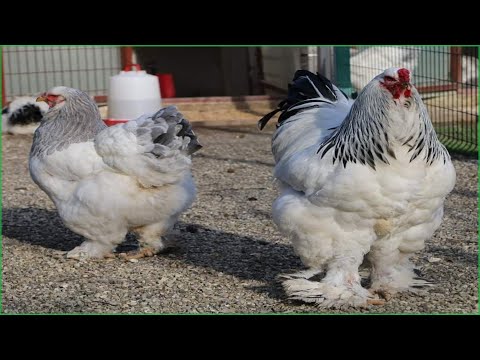, title : 'دجاج براهما ارميني لايت🐔🐣 من مزارع تركيا 🇹🇷/chicken Berahma'