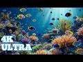 4K ULTRA DISCOVER THE MOST BEAUTIFUL UNDERWATER CREATURES EPS08