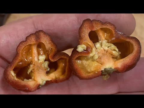 An Aji Jobito and a really hot Chocolate Brain Strain! Pods from SHPs! It's POD SEASON AGAIN!