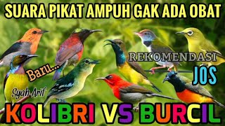 Download lagu SUARA PIKAT BURCIL VS KOLIBRI AMPUH  mp3